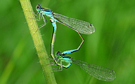 Mating Common Bluetails (Ischnura elegans)